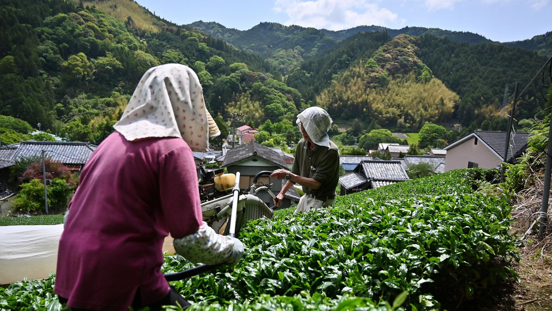 Японские фермеры  собирают зеленые чайные листы матча - РИА Новости, 1920, 22.05.2021