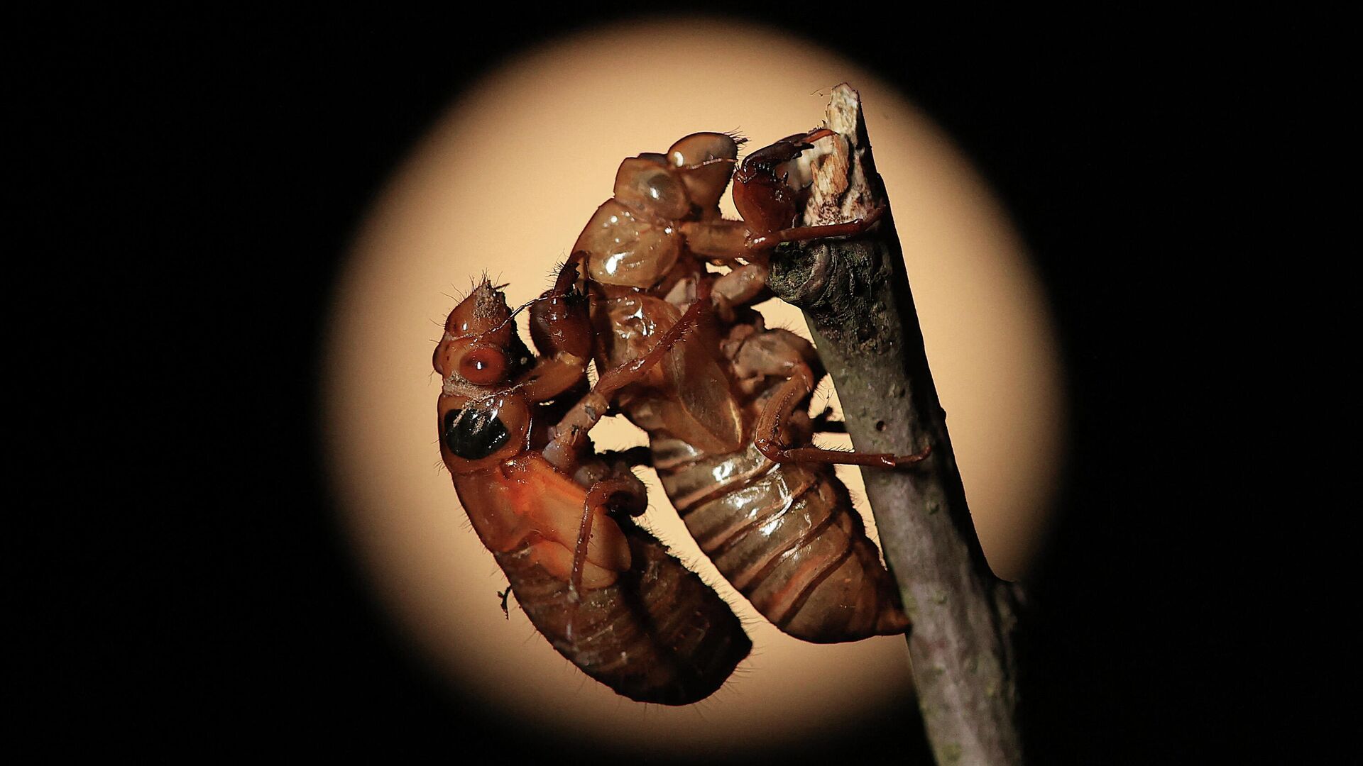 Периодическая цикада покидает свою оболочку нимфы на этапе превращения во взрослую цикаду в Такома-парке, штат Мэриленд, США - РИА Новости, 1920, 23.05.2021