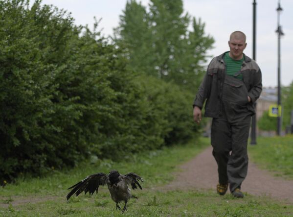 Работник шиномонтажа Владимир и его подопечный - ворона по кличке Вороня во время утренней прогулки