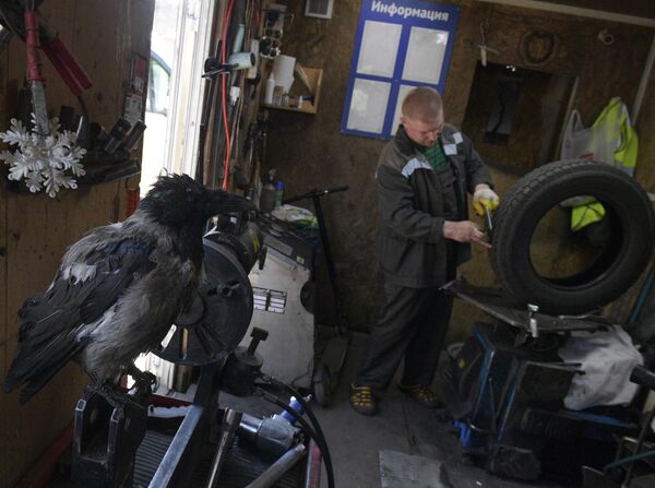 Ворона по кличке Вороня в шиномонтажной в петербургском районе Коломне