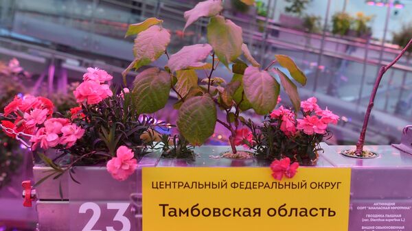 Растения (Тамбовска область) на выставке растений в парке Зарядье в Москве
