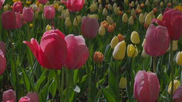 Цветочная лирика: фестиваль тюльпанов в Санкт-Петербурге 