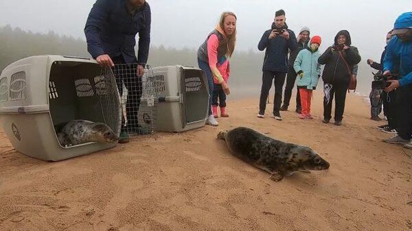 После реабилитации: двух спасенных тюленей выпустили в Финский залив