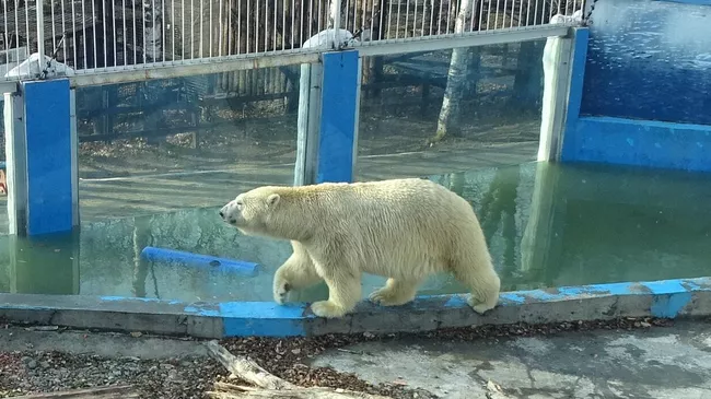 Белый медведь Хабар