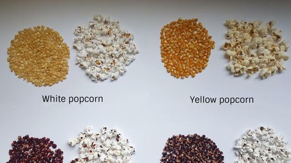 Разновидности попкорна: белый, желтый, фиолетовый, черный. Всего исследователи изучили 49 разновидностей попкорна