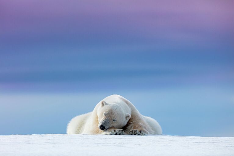 Работа фотографа Dennis Stogsdill Sleepy Polar Bear, занявшая 1 место в конкурсе Nature TTL Photographer of the Year 2021