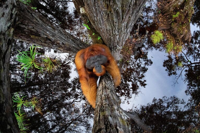 Работа фотографа Thomas Vijayan The World is Going Upside Down, занявшая 1 место в конкурсе Nature TTL Photographer of the Year 2021