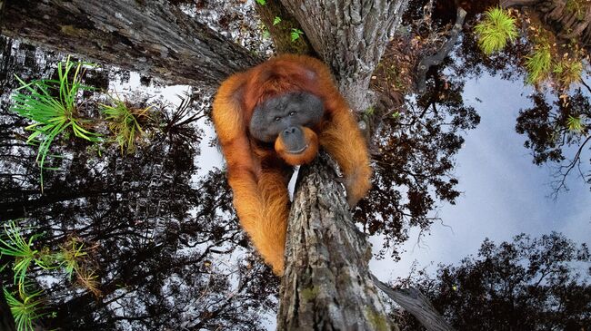 Работа фотографа Thomas Vijayan The World is Going Upside Down, занявшая 1 место в конкурсе Nature TTL Photographer of the Year 2021