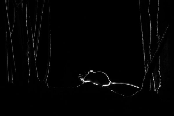 Работа фотографа John Formstone Silhouetted Wood Mouse, занявшая 1 место в конкурсе Nature TTL Photographer of the Year 2021