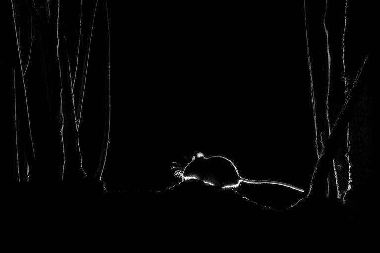 Работа фотографа John Formstone Silhouetted Wood Mouse, занявшая 1 место в конкурсе Nature TTL Photographer of the Year 2021