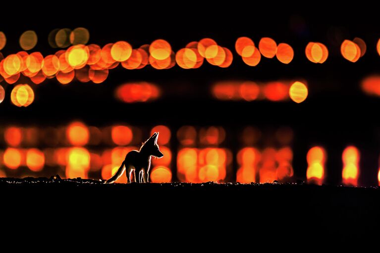 Работа фотографа Mohammad Murad The Fox of Arabia, занявшая 2 место в конкурсе Nature TTL Photographer of the Year 2021