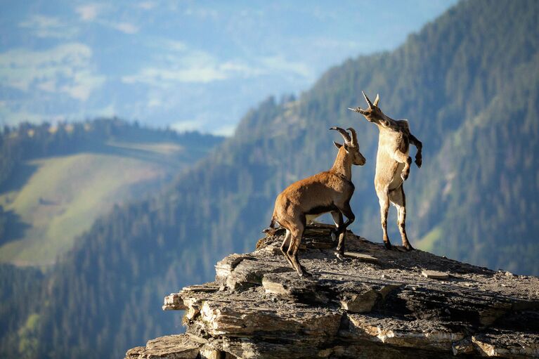 Работа фотографа Raphael Schenker Fight in the Mountains, занявшая 2 место в конкурсе Nature TTL Photographer of the Year 2021