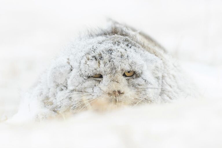 Работа фотографа Amit Eshel Snow Monster в конкурсе Nature TTL Photographer of the Year 2021