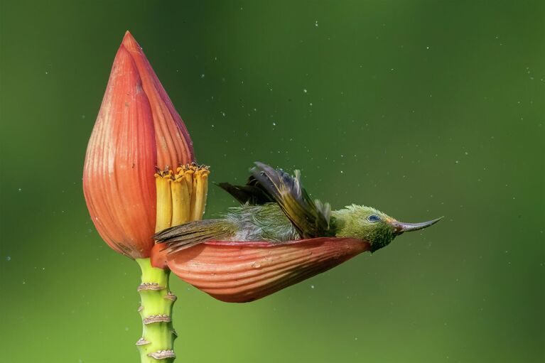 Работа фотографа Mousam Ray Floral Bath Tub в конкурсе Nature TTL Photographer of the Year 2021