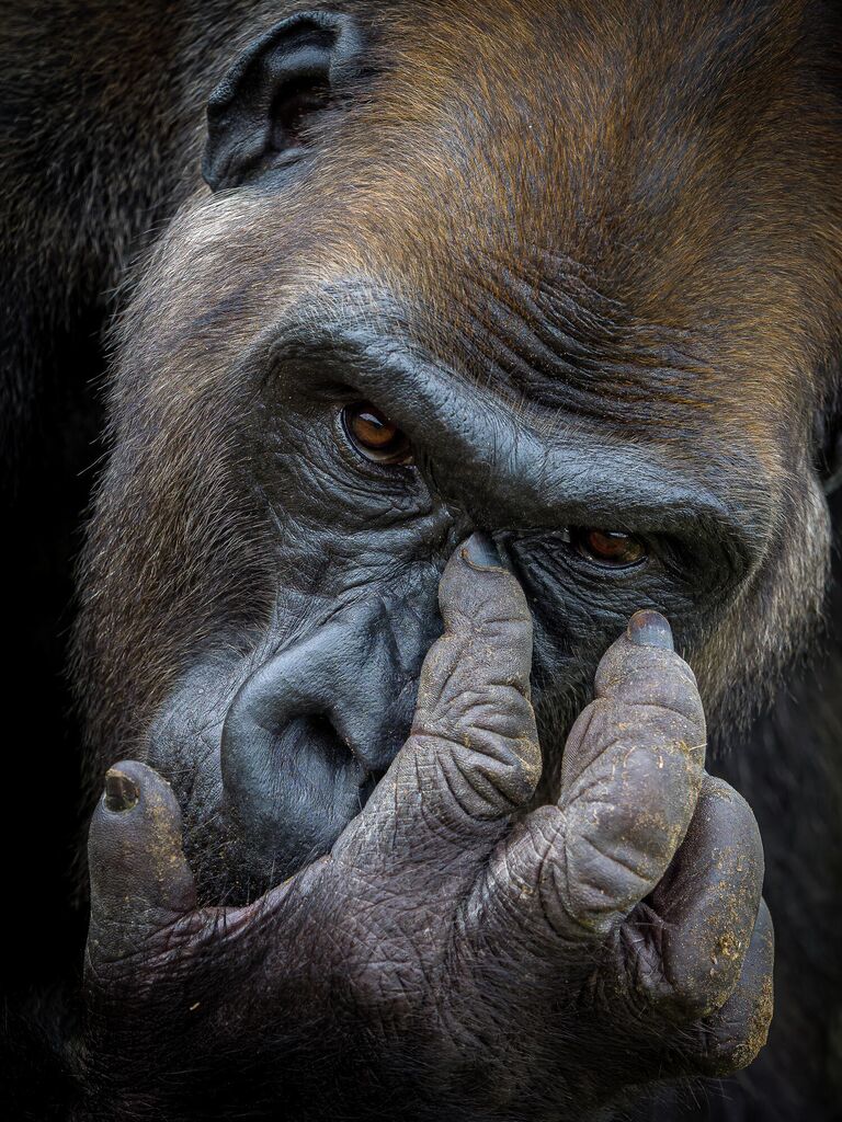 Работа фотографа Tomasz Szpila Kangu в конкурсе Nature TTL Photographer of the Year 2021