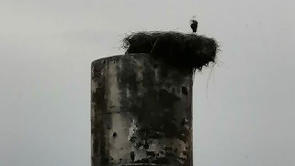 Гнездо аиста на водонапорной башне под Зеленоградском