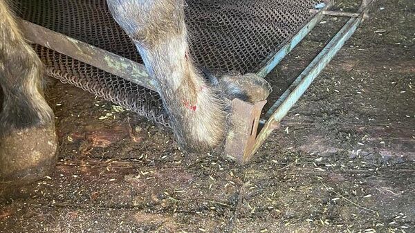 Лошадь застряла копытом в металлической кровати в городе Нягань, ХМАО