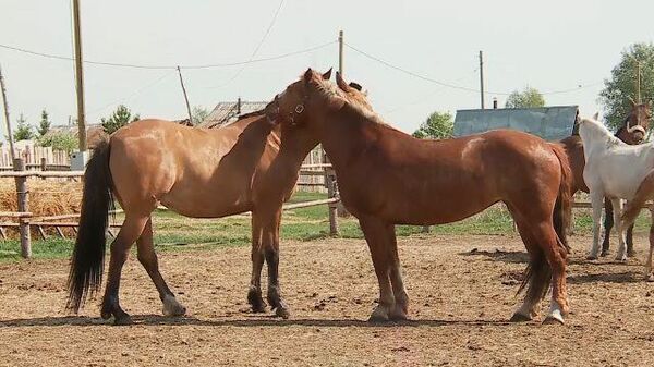 Супружеская пара открыла приют для больных лошадей