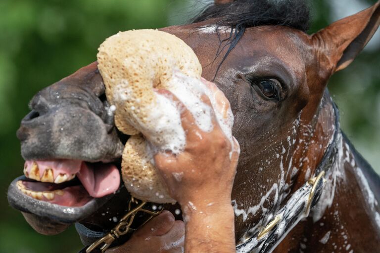 Участник скачек Belmont Stakes моет лошадь после тренировочного забега в Элмонте, штат Нью-Йорк