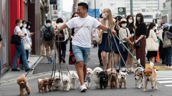 Специалист по выгулу собак переводит их через дорогу в Токио