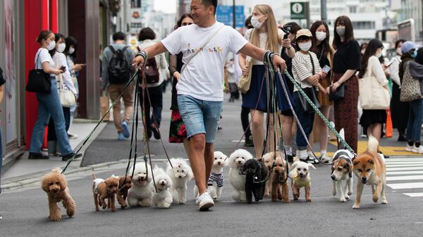 Специалист по выгулу собак переводит их через дорогу в Токио