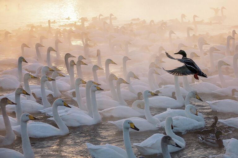 Работа фотографа Евгения Мазурина Дирижёр, победившая в номинации Эти забавные животные в фотоконкурсе  РГО Самая красивая страна