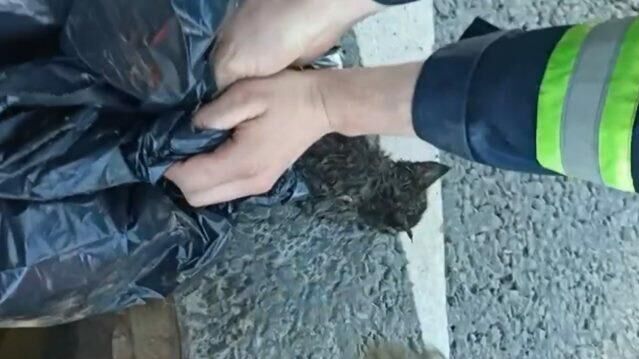 Чудесное спасение:  котенка достали из водосточной трубы - РИА Новости, 1920, 04.06.2021