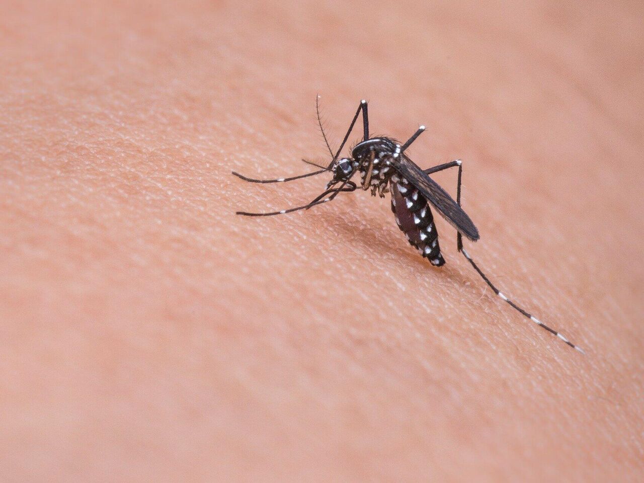 Средства от комаров: как бороться с укусами и чем запастись перед поездкой на природу