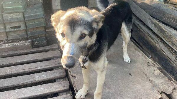 «Лишенные голоса»: волонтеры спасли собак с замотанными скотчем мордами