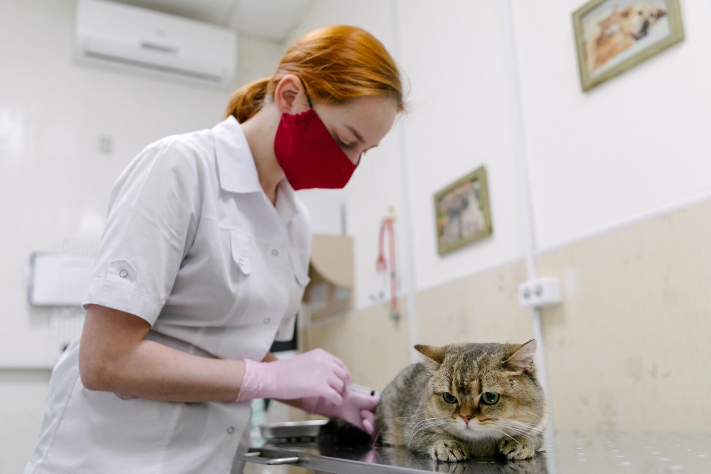 Ветеринар делает укол кошке во время приема в ветеринарном центре Ветеринар делает укол кошке во время приема в ветеринарном центре