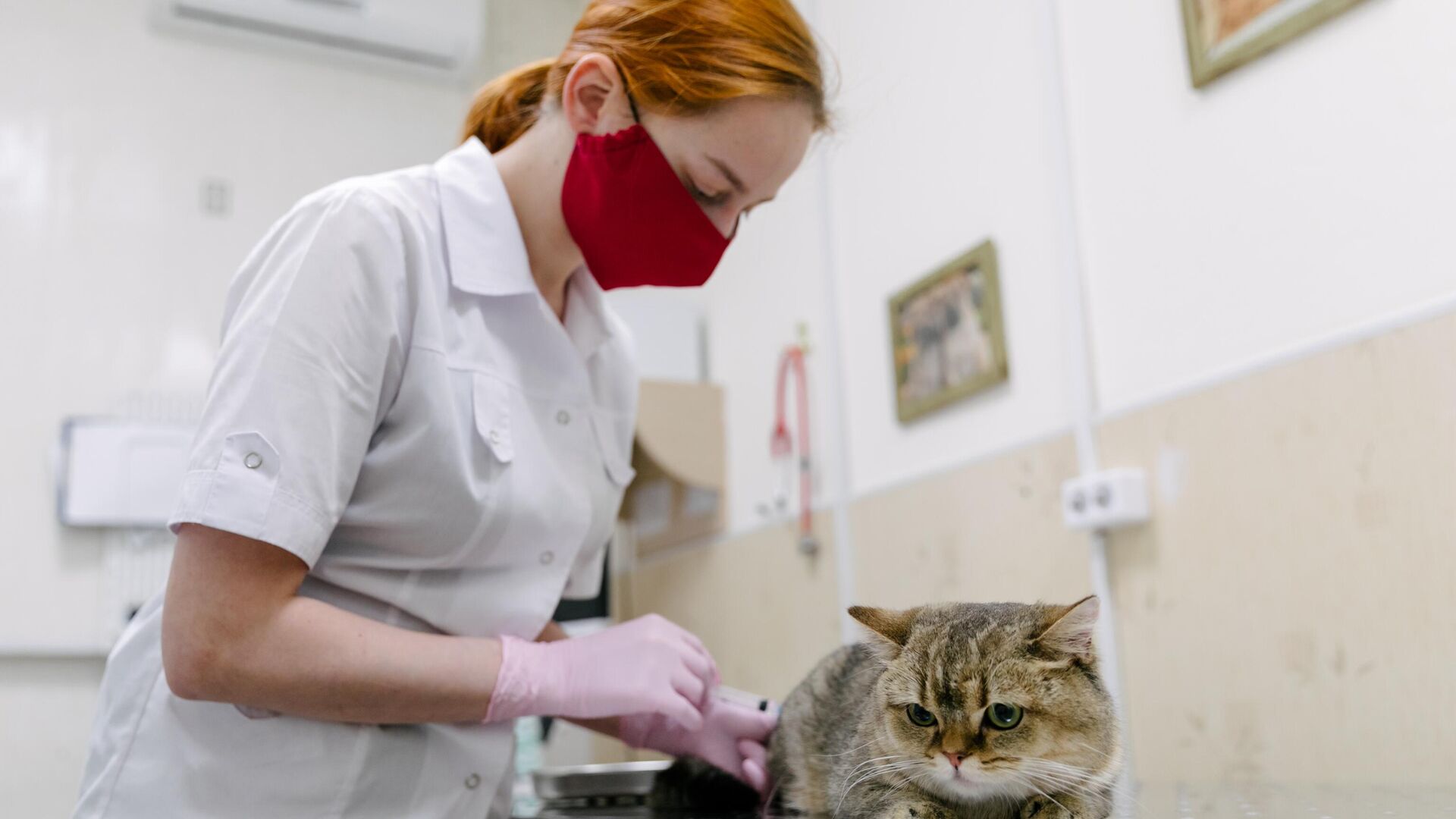 Ветеринар делает укол кошке во время приема в ветеринарном центре - РИА Новости, 1920, 02.12.2022