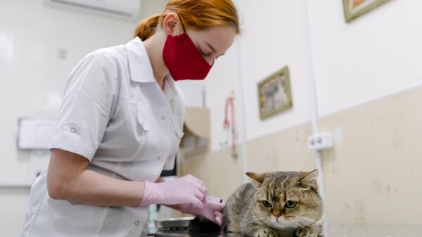 Ветеринар делает укол кошке во время приема в ветеринарном центре