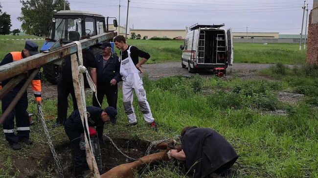 Сотрудники поисково-спасательной службы Белгородской области достают упавшую в яму корову