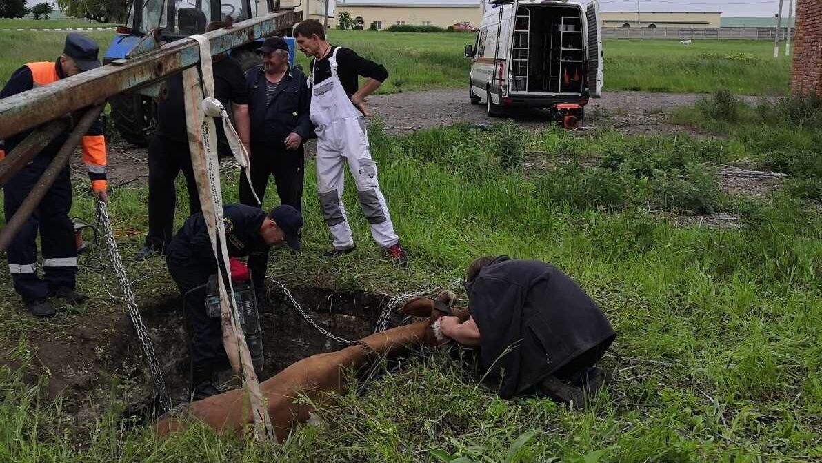 Сотрудники поисково-спасательной службы Белгородской области достают упавшую в яму корову - РИА Новости, 1920, 07.06.2021