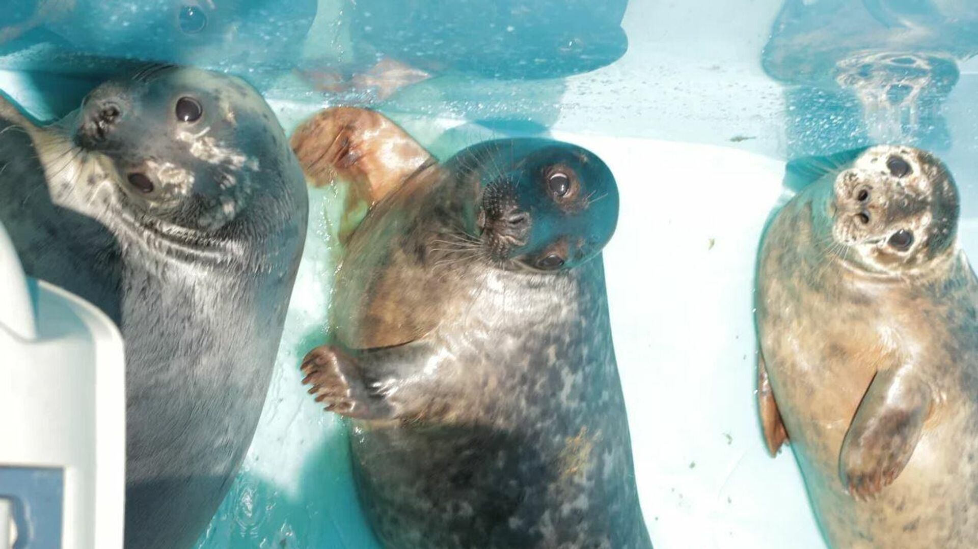 Четыре серых тюленя вернулись в Финский залив после реабилитации в Центре изучения и сохранения морских млекопитающих - РИА Новости, 1920, 07.06.2021