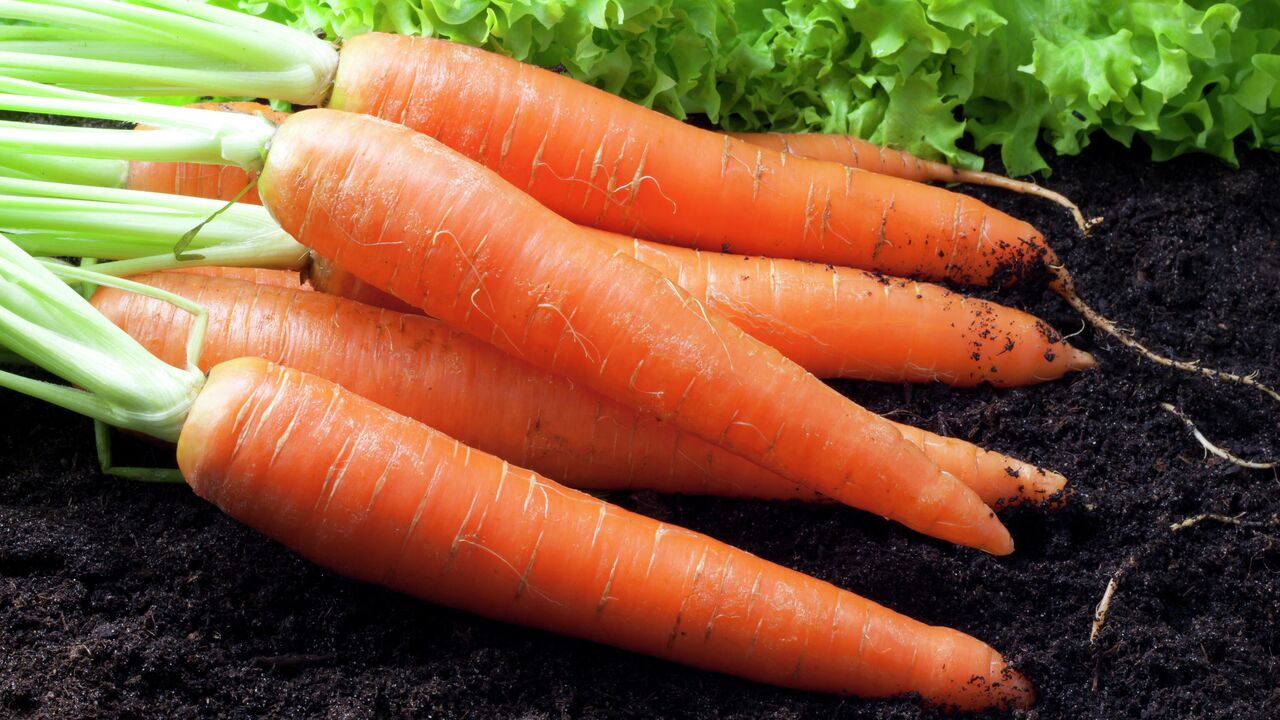 Условия посева моркови под зиму: как правильно вырастить урожай в холодные месяцы