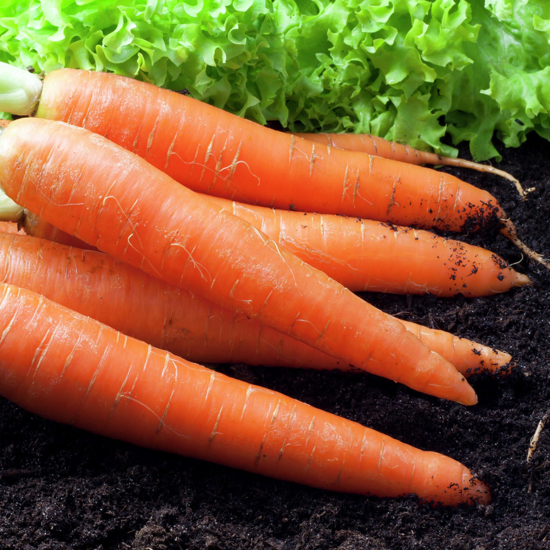 Что произойдет с организмом, если регулярно есть морковь - РИА Новости  Спорт, 14.09.2021