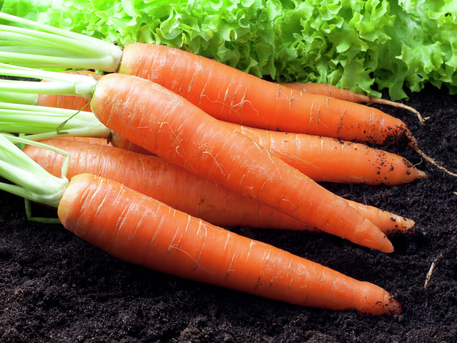 Почему Я Люблю Морковь Сочинение