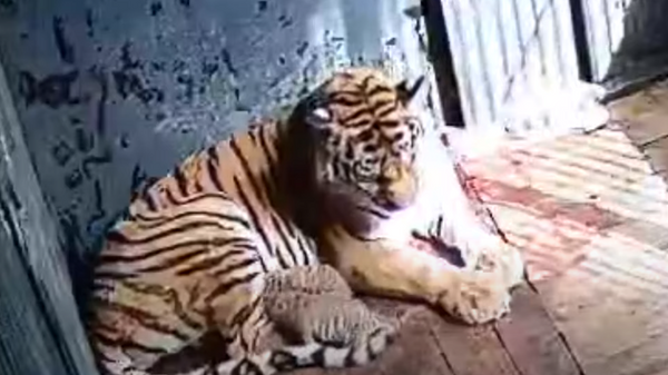 Тигр Амур с двумя новорожденными тигрятами в Приморском сафари-парке