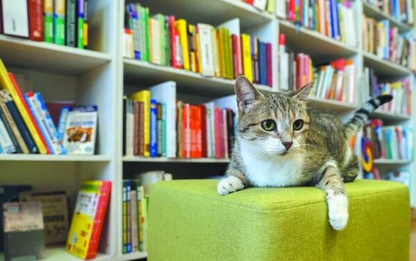 Кошка Муся из библиотеки имени Маяковского в Санкт-Петербурге