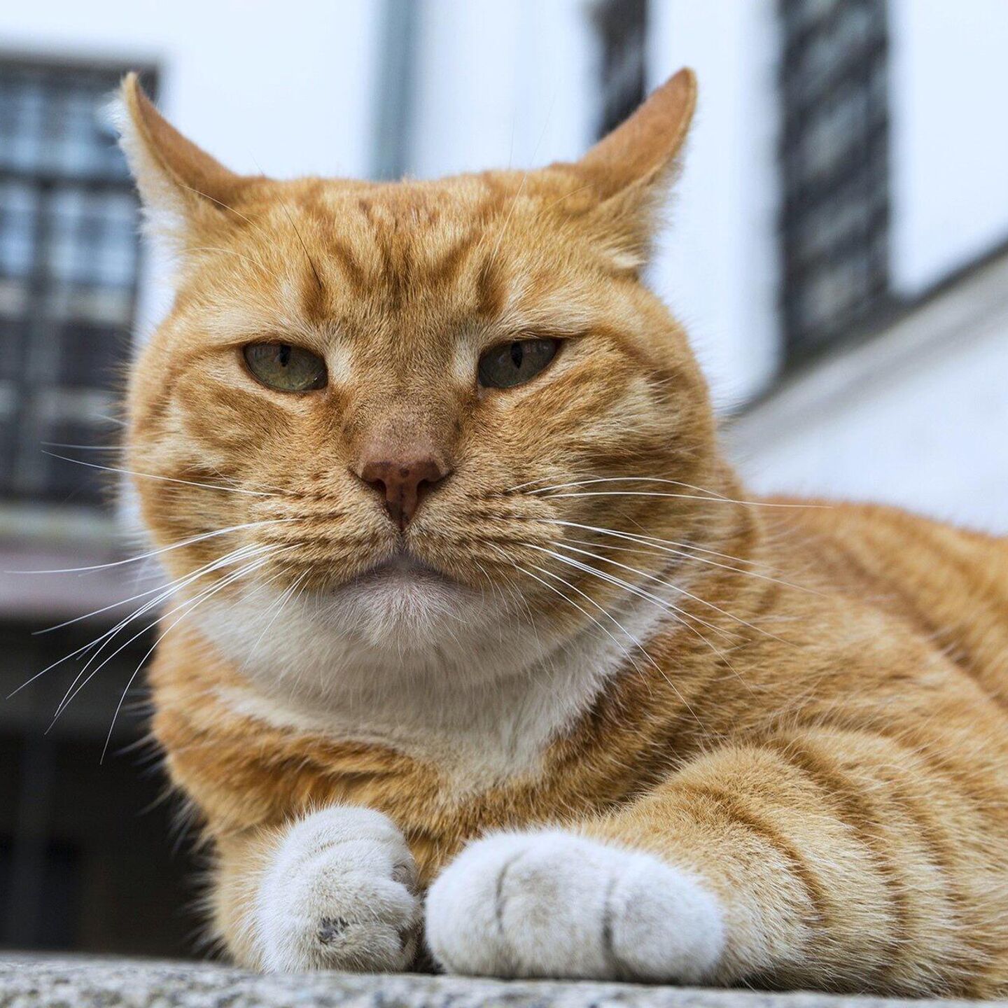 Нашедшему кота из музея Анны Ахматовой в Петербурге пообещали награду - РИА  Новости, 11.10.2021