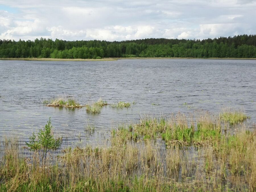 Вид с наблюдательной вышки