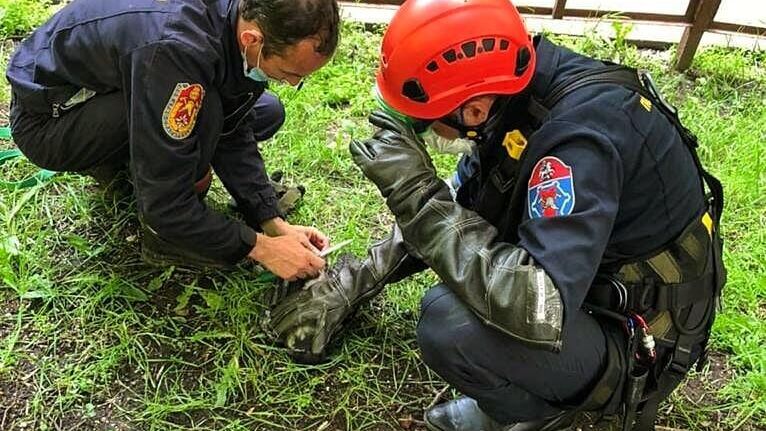 Ворона запуталась в ветвях дерева и не смогла освободиться самостоятельно - РИА Новости, 1920, 16.06.2021