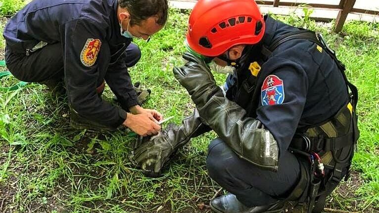 Ворона запуталась в ветвях дерева и не смогла освободиться самостоятельно - РИА Новости, 1920, 16.06.2021