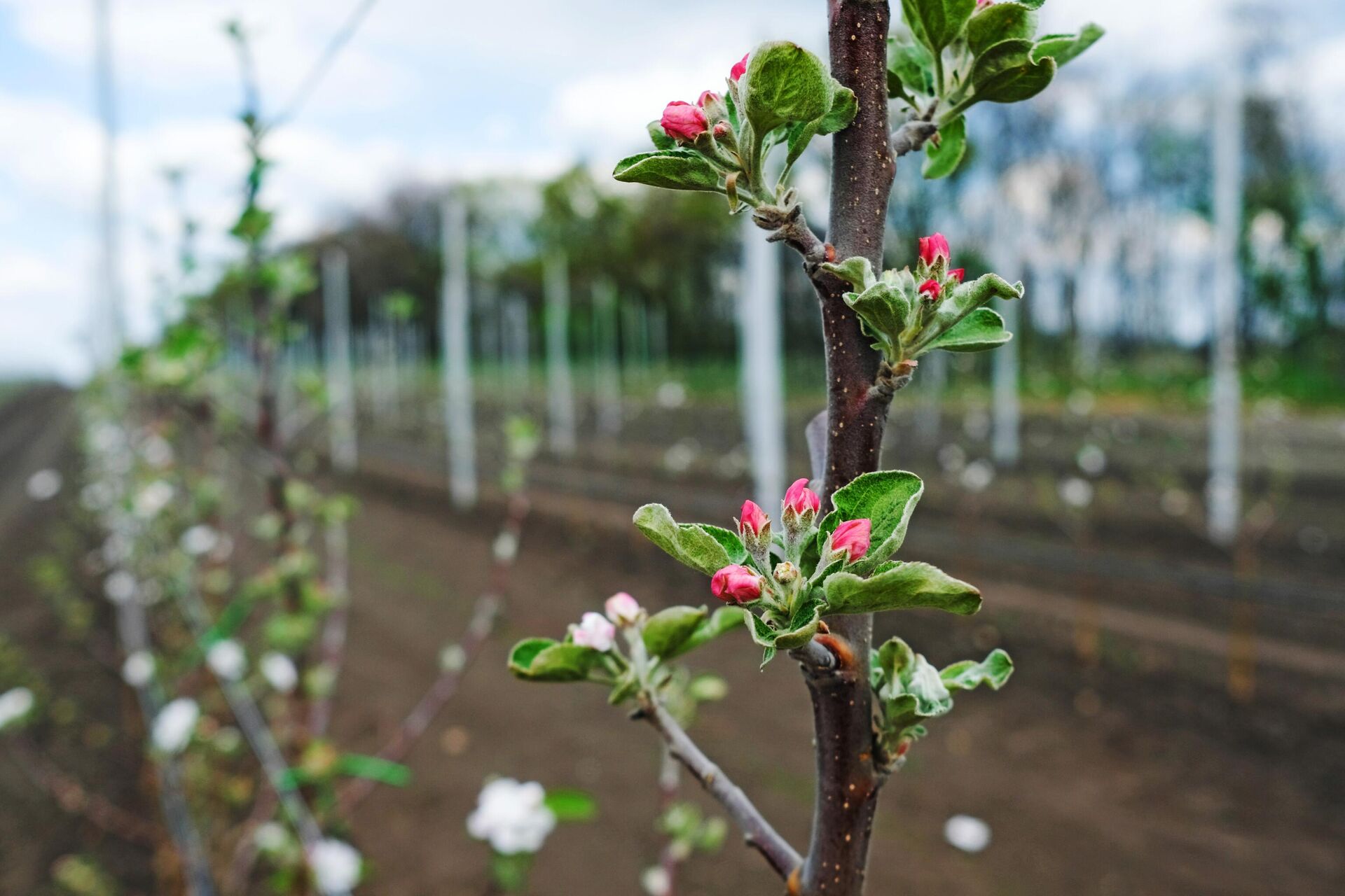 Посадка яблони весной и осенью: особенности в разных регионах России