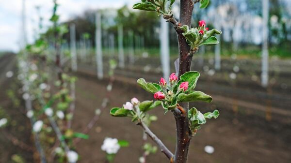 В Липецкой области погибла половина урожая плодово-ягодных культур