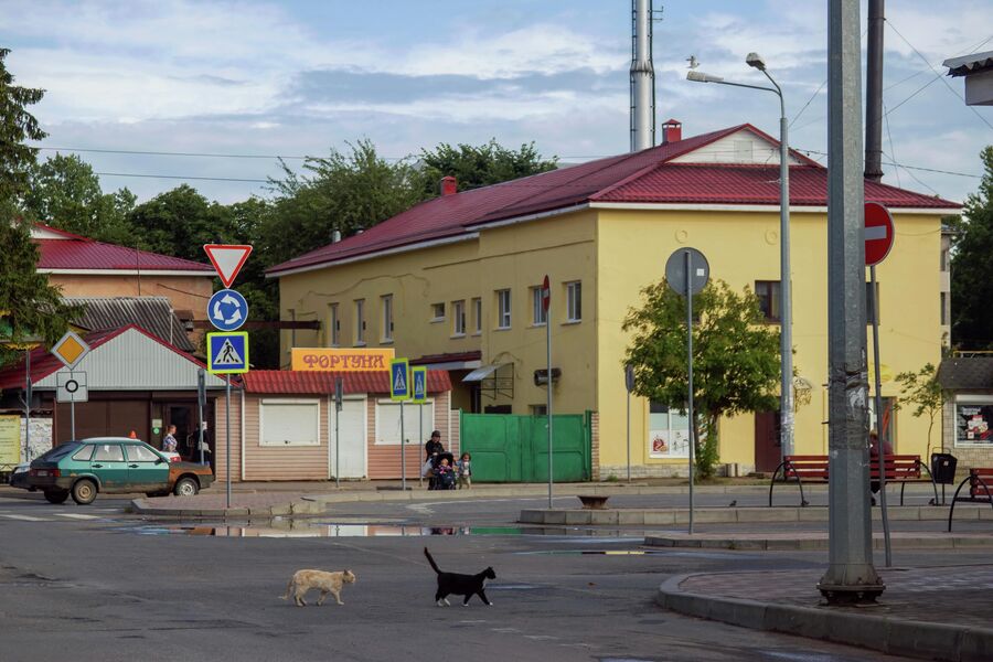 Кошки ходят по главной площади города Печора 