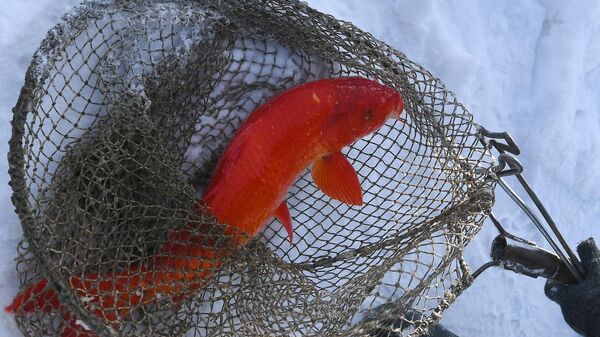 Красный японский карп кои породы огон на рыбной ферме