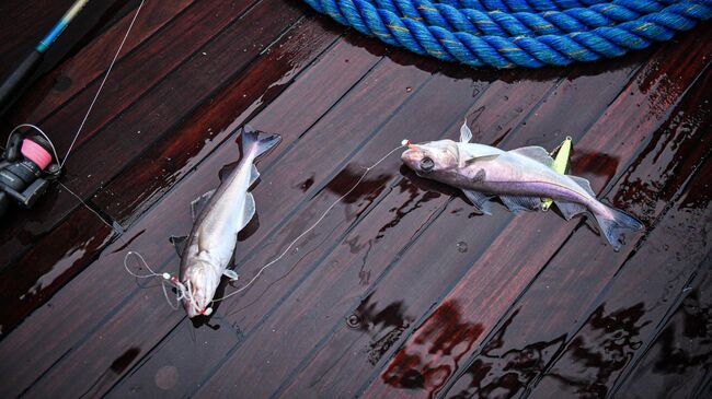 Рыбалка Рыбалка