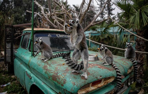 Кольцехвостые лемуры сидят на капоте грузовика, перекусывая в зоопарке Buin в Сантьяго, Чили
